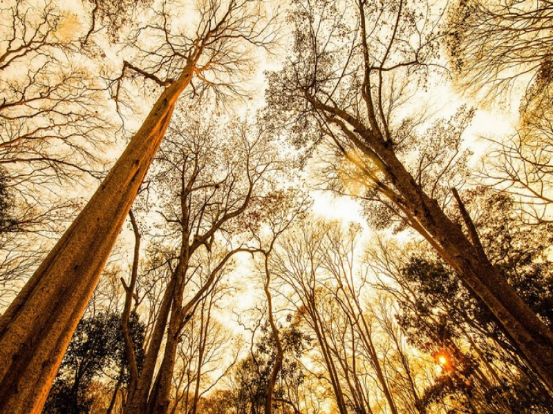 Rừng Săng Lẻ Nghệ An - Tương Dương, Nghệ An