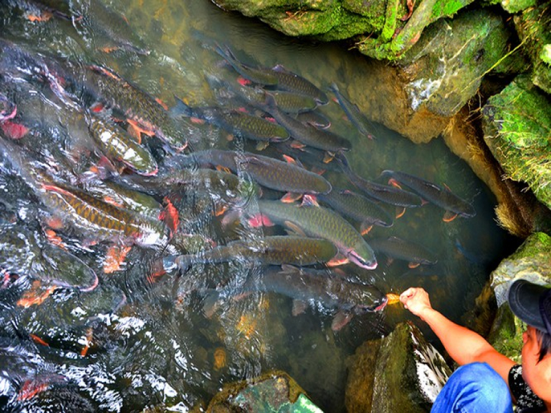 Suối cá Thần - Suối cá Thần thuộc địa phận làng Ngọc ( xã Cẩm Lương, huyện Cẩm Thủy).